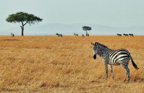 8 Days Arusha-Lake Manyara-Serengeti-Ngorongoro Crater & Tarangire | Kizza Adventures
