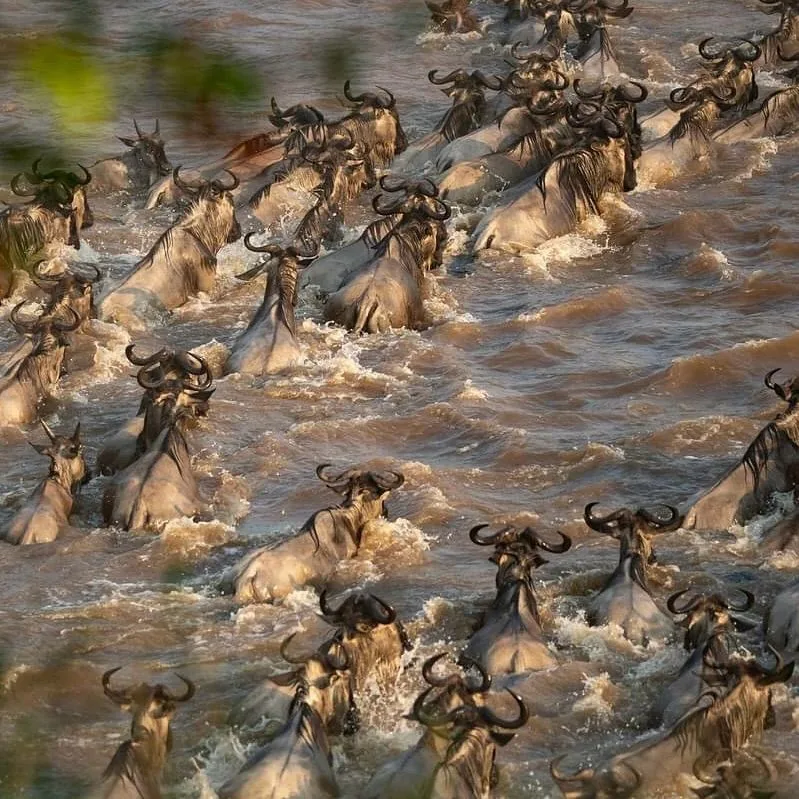 Western Serengeti safari scene