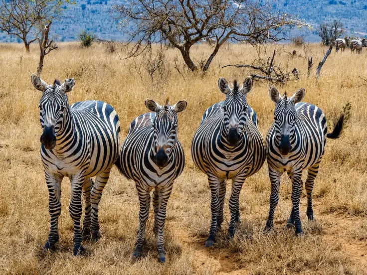 Open game country in the Ikorongo and Grumeti Reserves region