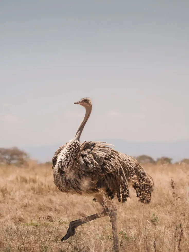 9-Day Zanzibar Serengeti Ngorongoro Safari