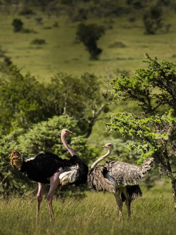 7-Day Grumeti Crossing Week Safari