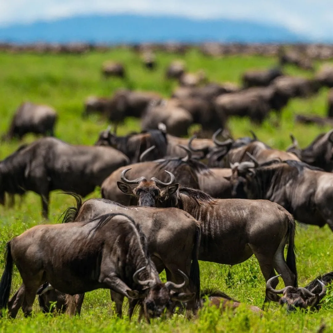 6-Day Ikorongo Grumeti Safari