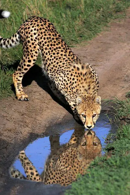 9-Day Zanzibar Serengeti Ngorongoro Safari