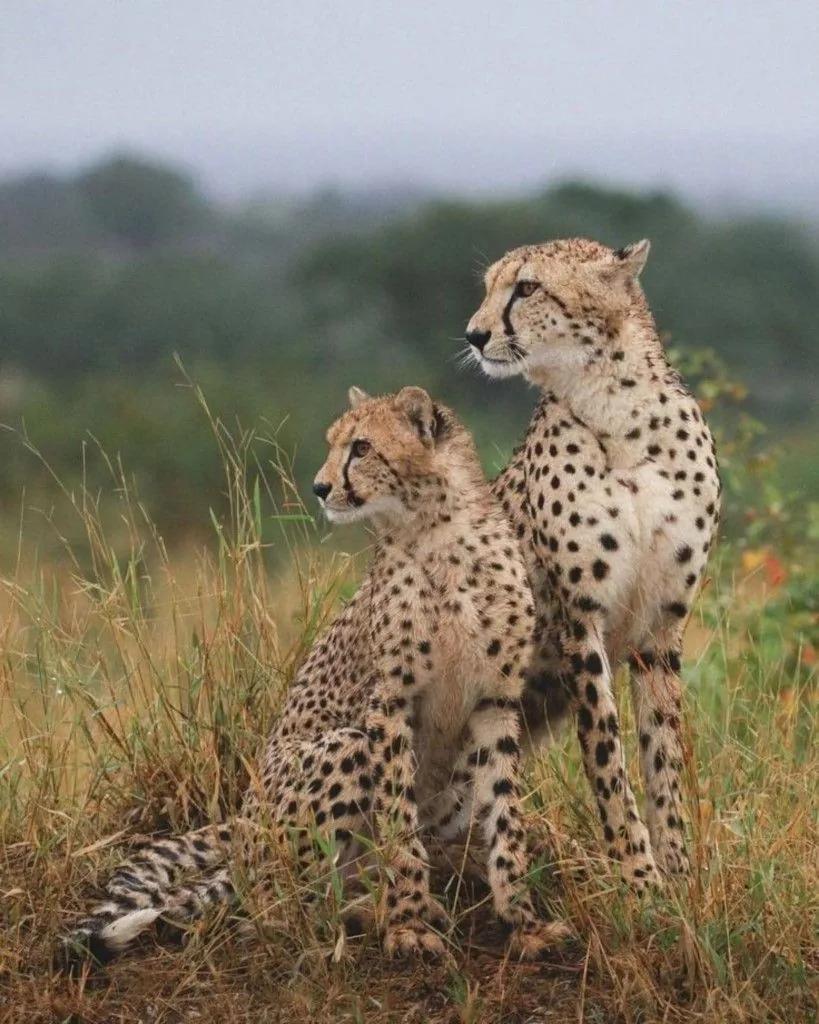 6-Day Ikorongo Grumeti Safari