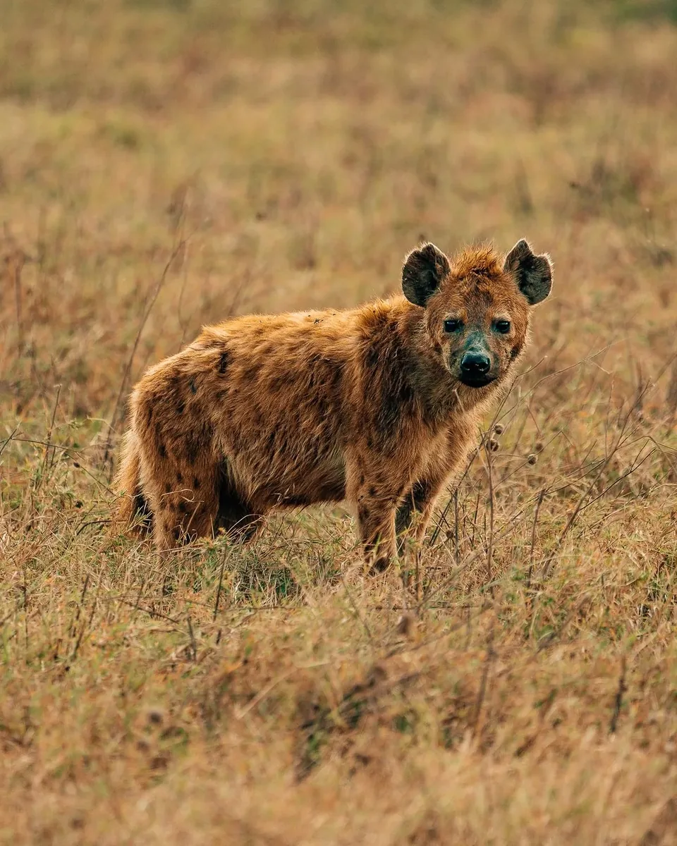 Golden tones on safari in the Ikorongo and Grumeti reserves
