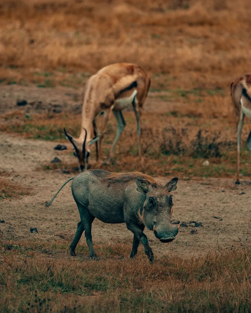 Safari sighting in the Ikorongo and Grumeti reserves