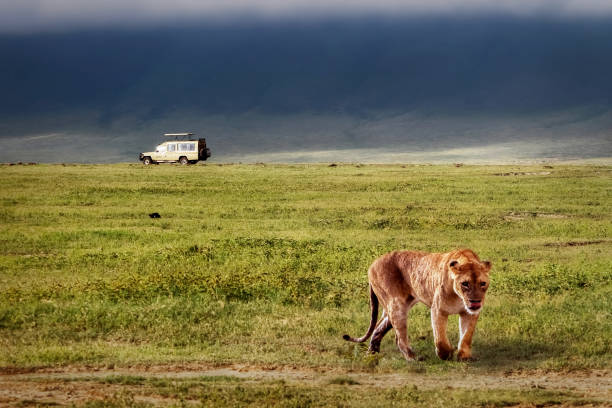 Lioness in the Ngorongoro Crater, Tanzania