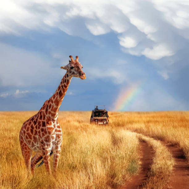 A lonely giraffe in the Serengeti savanna