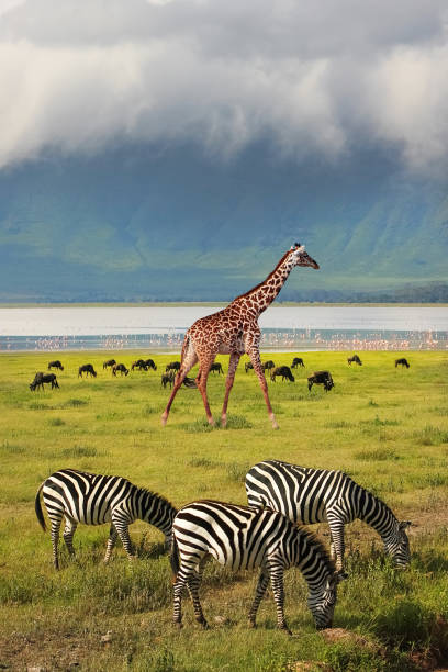 Zebras and giraffe in the Ngorongoro Crater, Tanzania