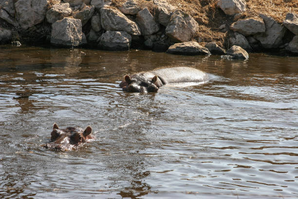 Hippos resting almost submerged in a lagoon