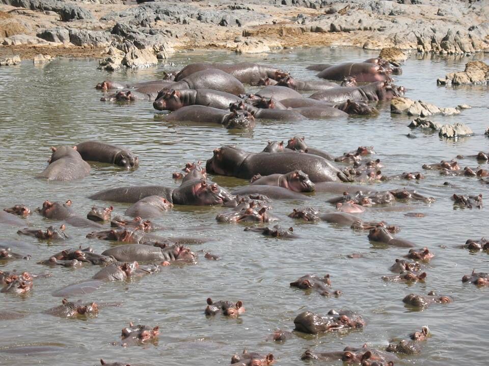 Seronera river country