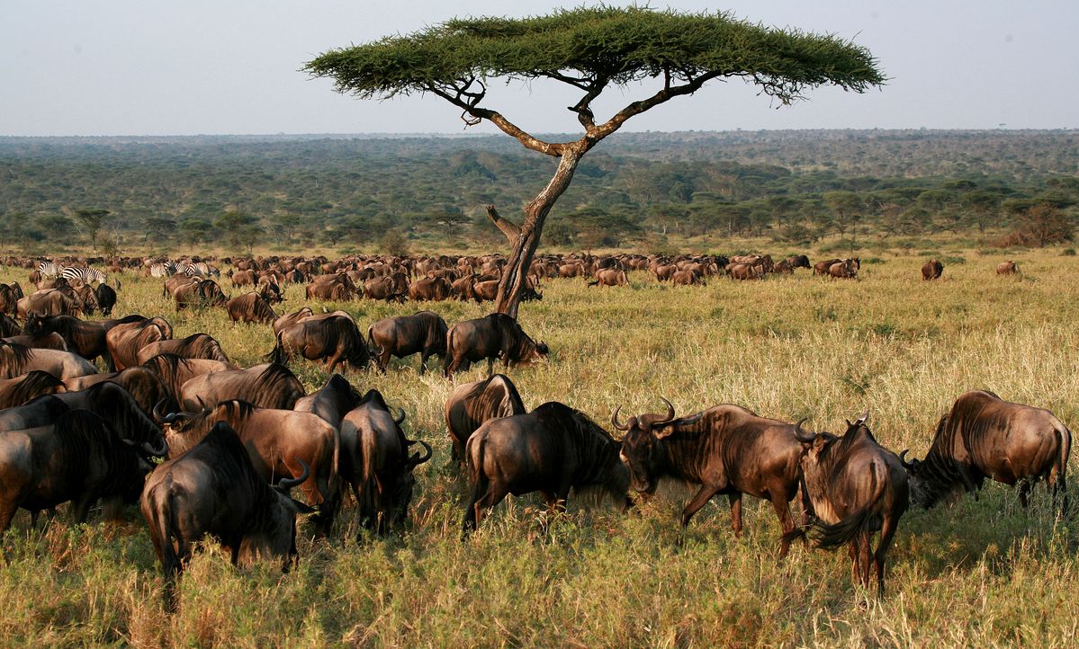 Central Serengeti safari scene