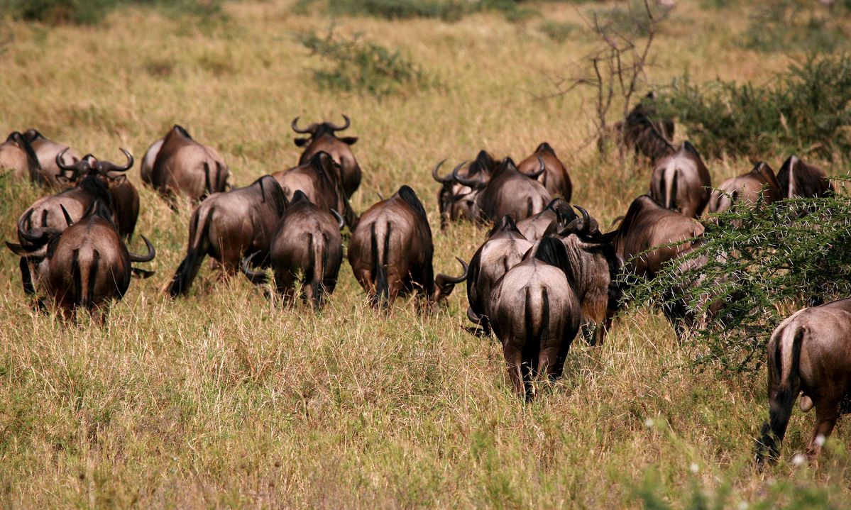 Granite and river country in central Serengeti