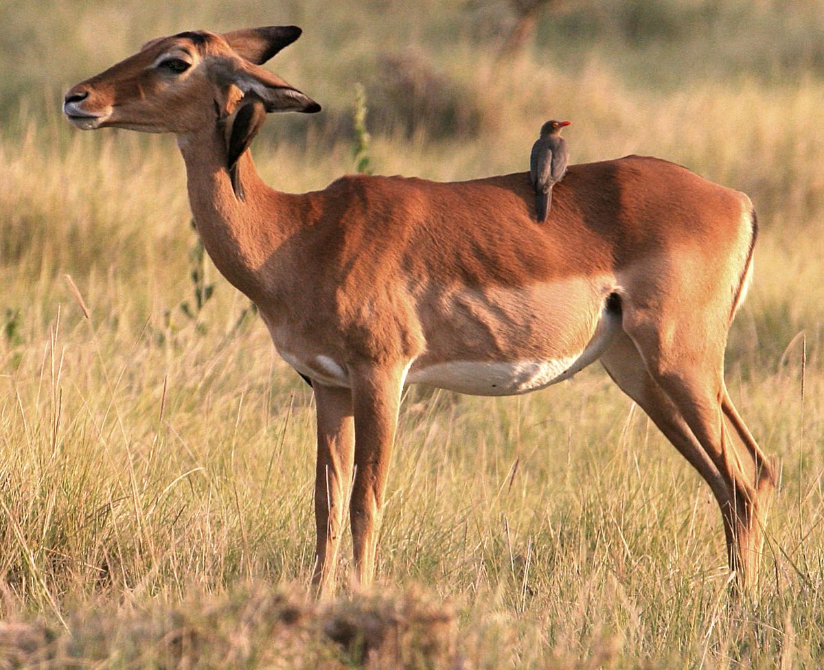 Central Serengeti safari scene