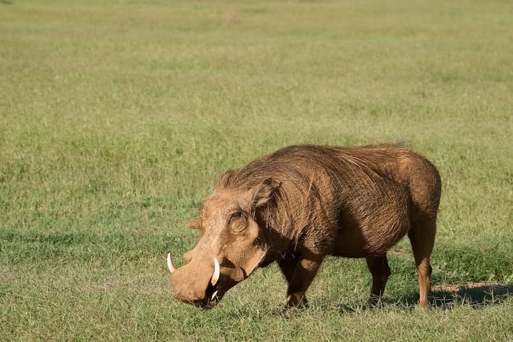 Central Serengeti safari scene