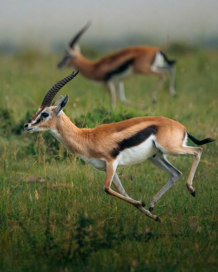 Central Serengeti safari scene