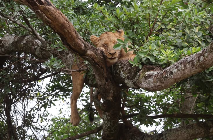Central Serengeti safari scene