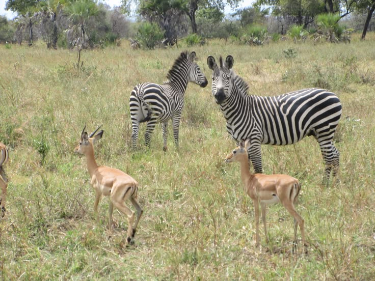 12 Days Tanzania, Rwanda and Zanzibar Safari