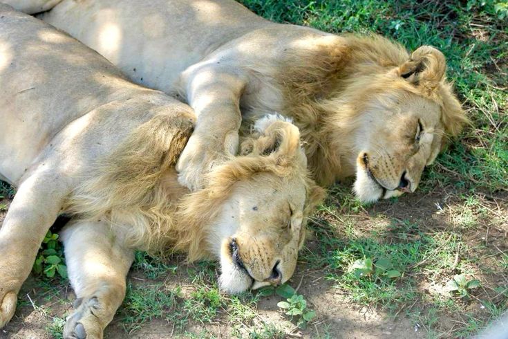 Highland lodge on the Ngorongoro crater rim
