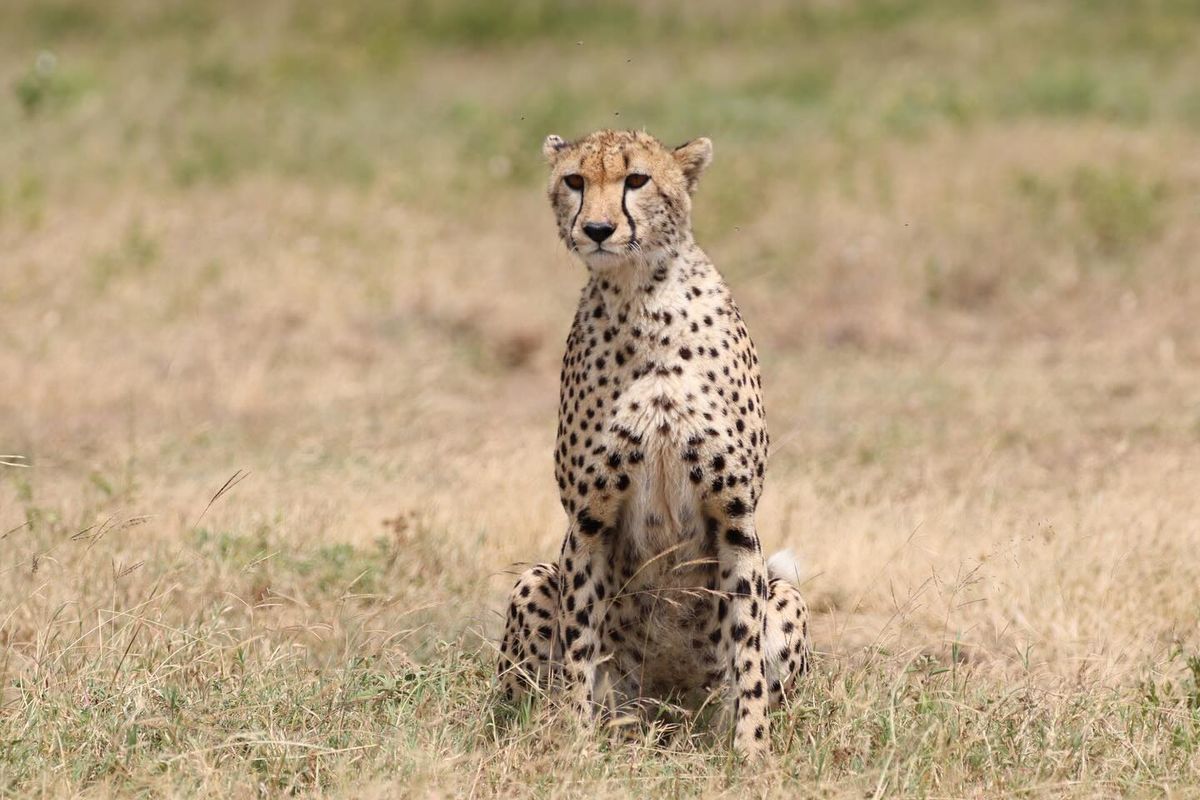 4-Day Ndutu Plains Safari: Marshes, Lakes & Woods