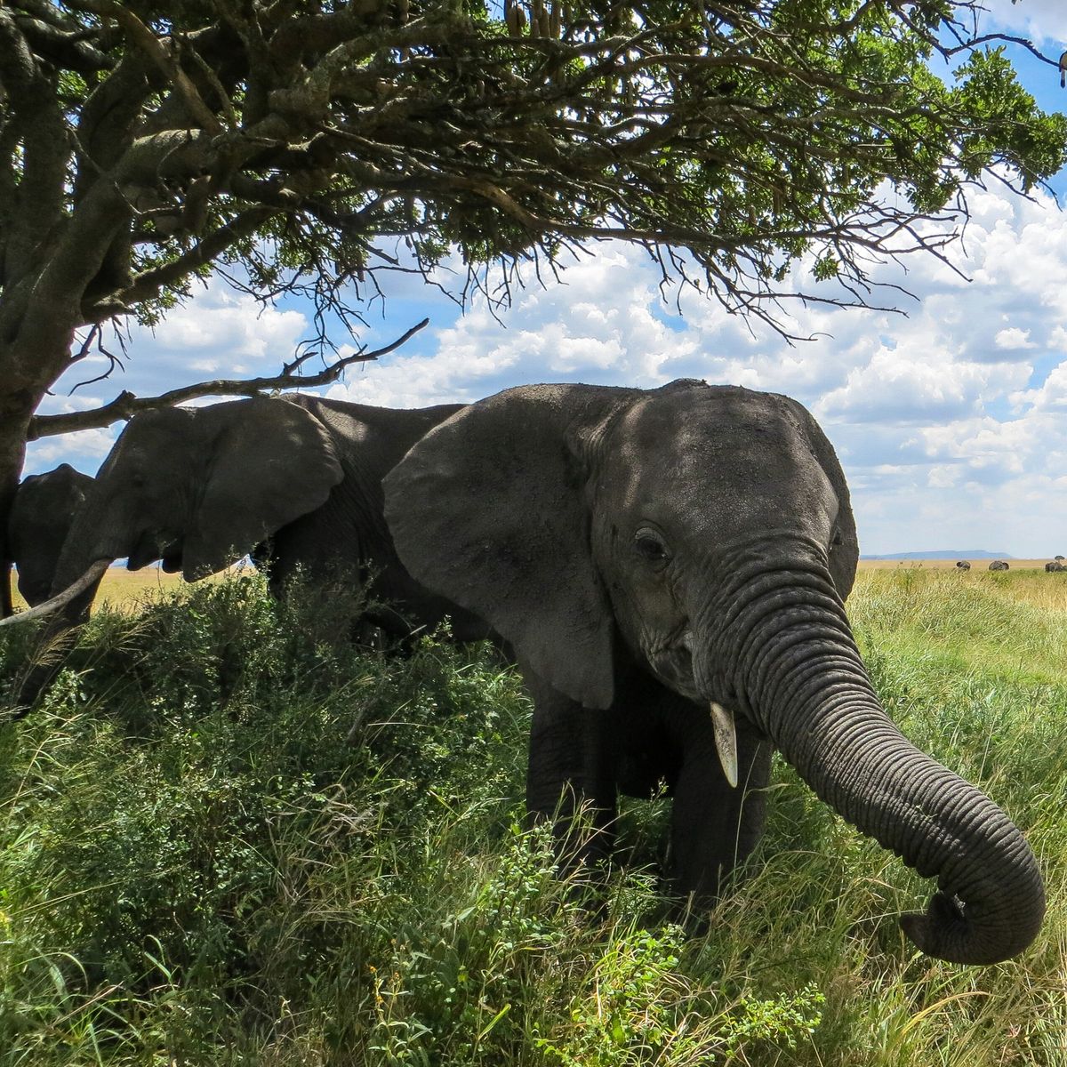 6-Day Mid-Range Tanzania Safari — Arusha to Serengeti via Ngorongoro