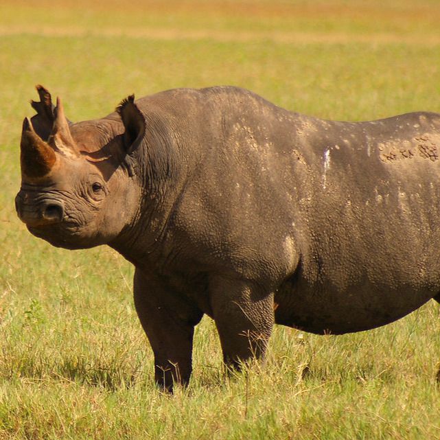 6-Day Central Serengeti Big Cat Safari: Ultimate Predator Week