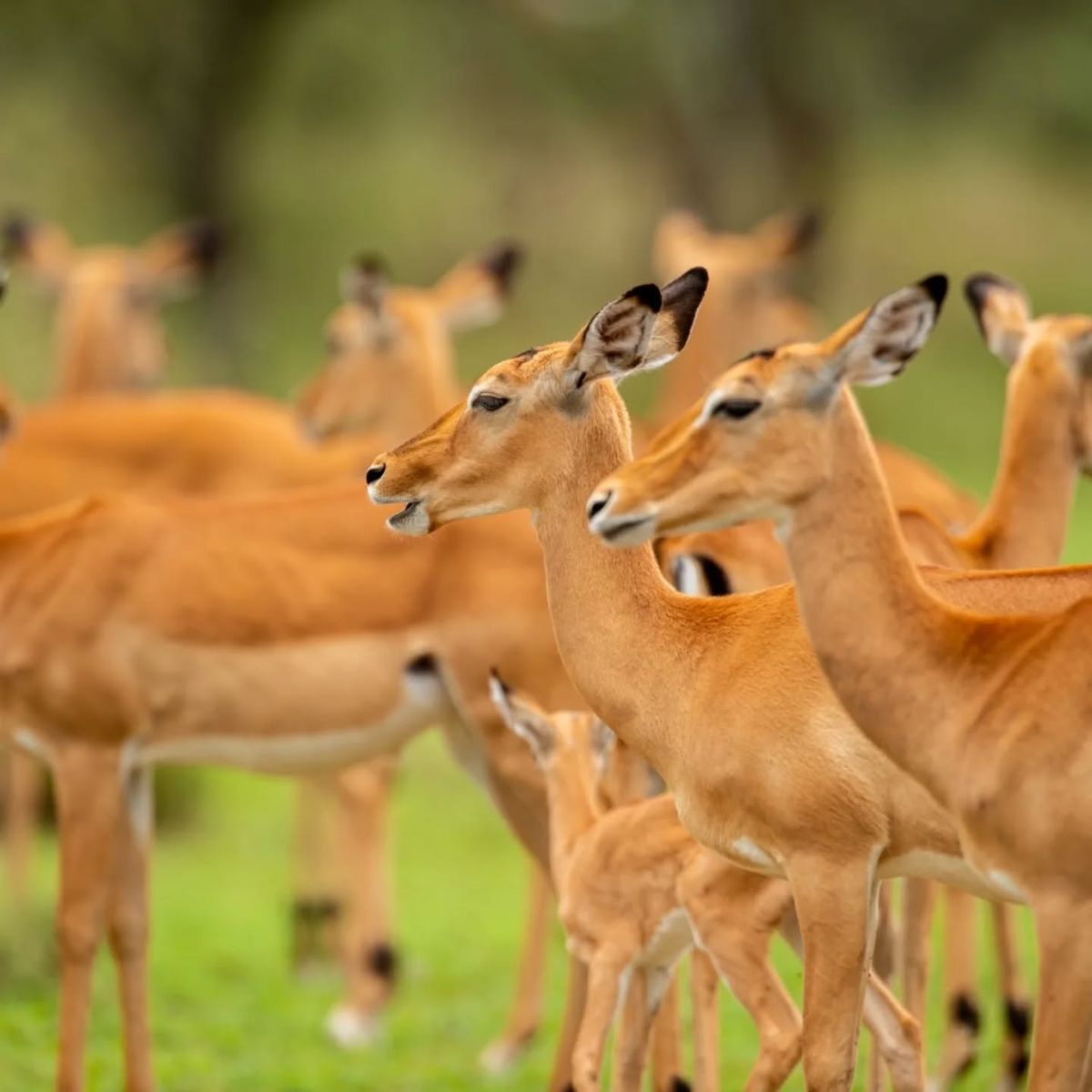 6 Days Private Luxury Serengeti Safari from Moshi — Moshi to Serengeti via Arusha