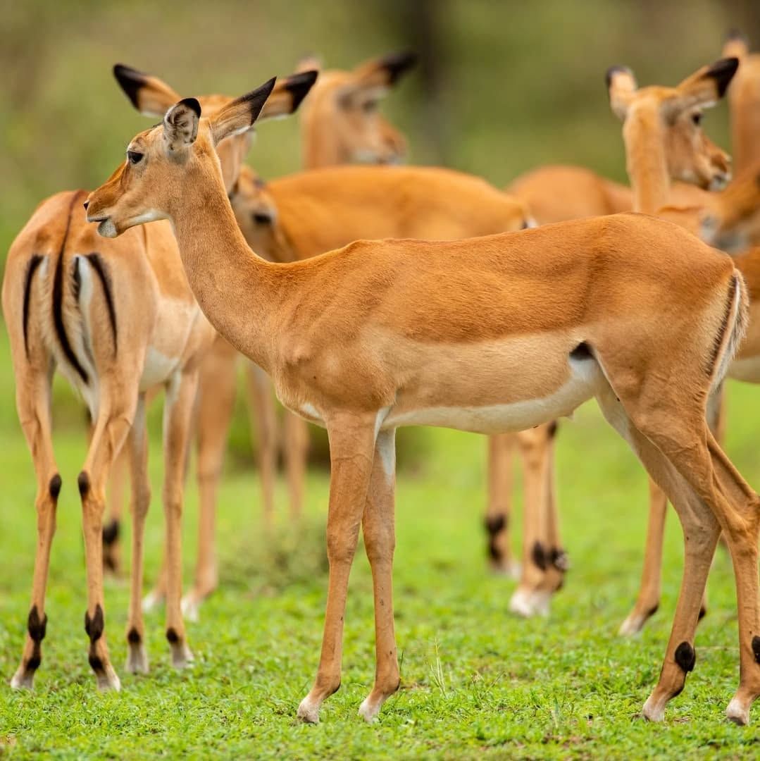 Impala herd on green grass in the central Serengeti on the 3-day safari