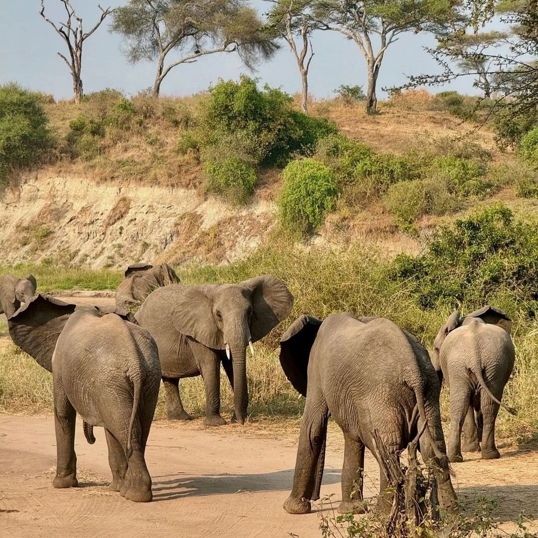 12-Day Western Serengeti Zanzibar Safari: River + Beach