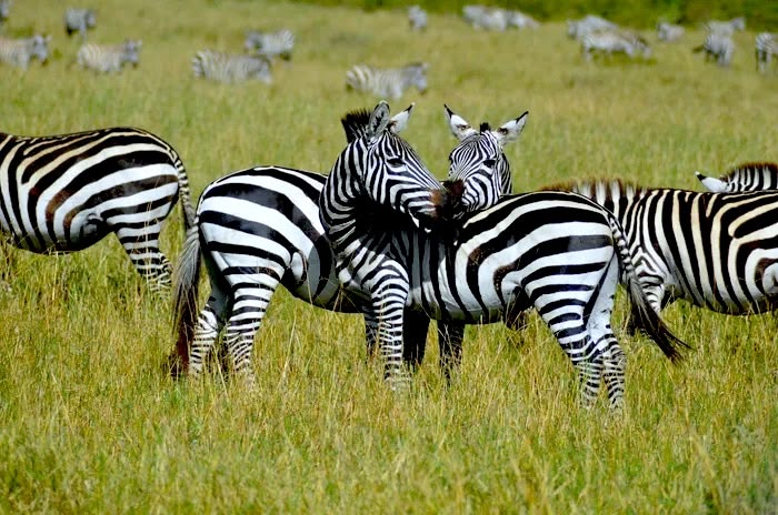 Canvas tent camp on the Seronera plains of the central Serengeti