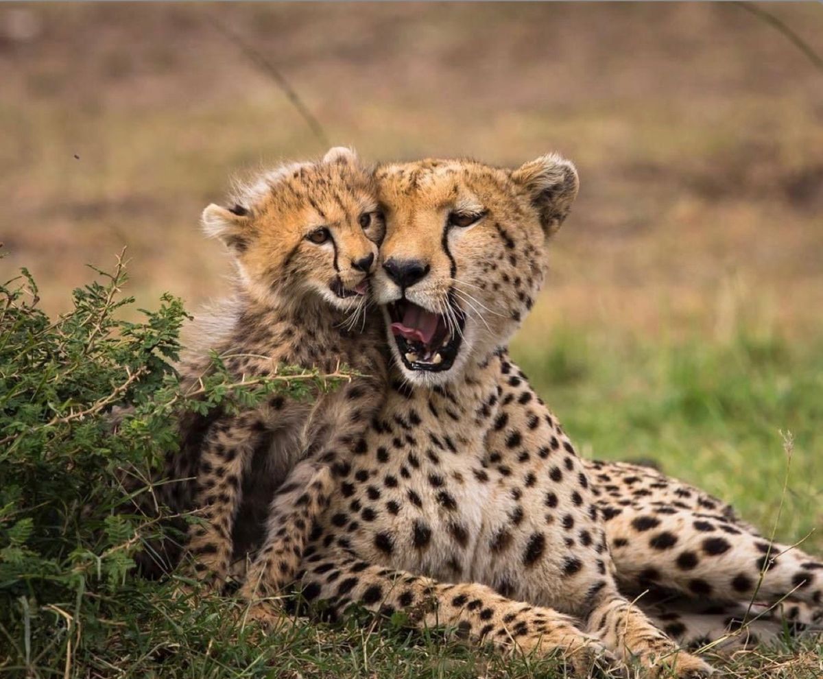 3-Day Central Seronera Safari: Lions, Cheetahs & Kopjes