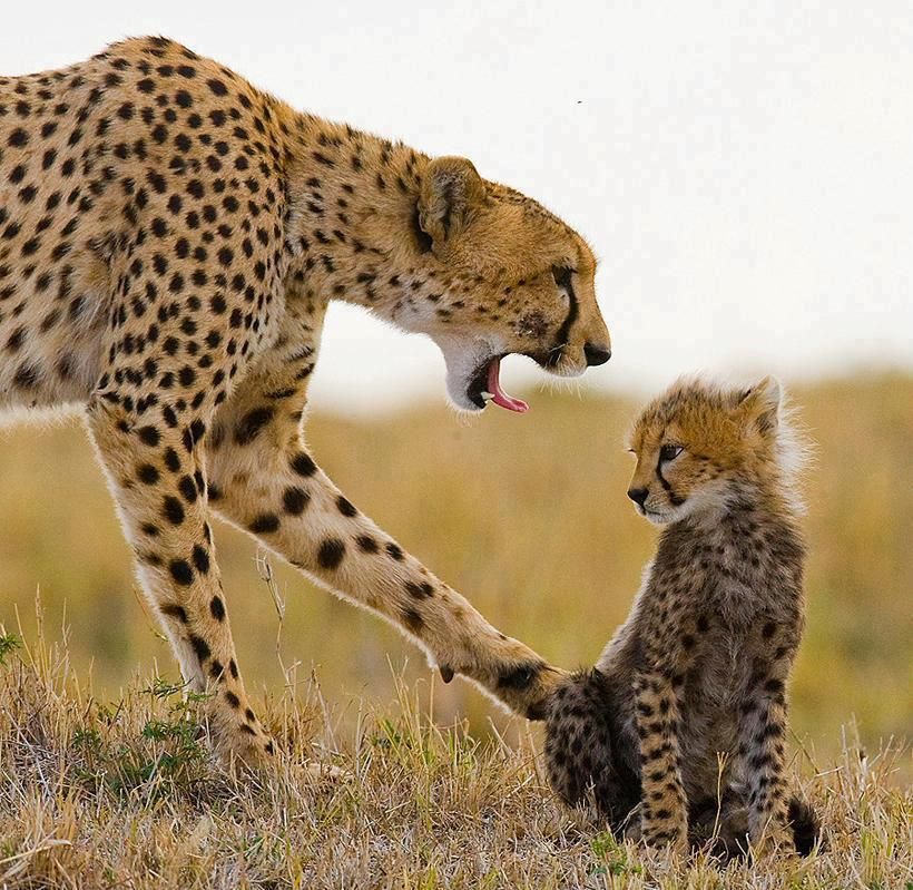9-Day Grand Luxury Safari and Zanzibar — Arusha to Serengeti via Ngorongoro