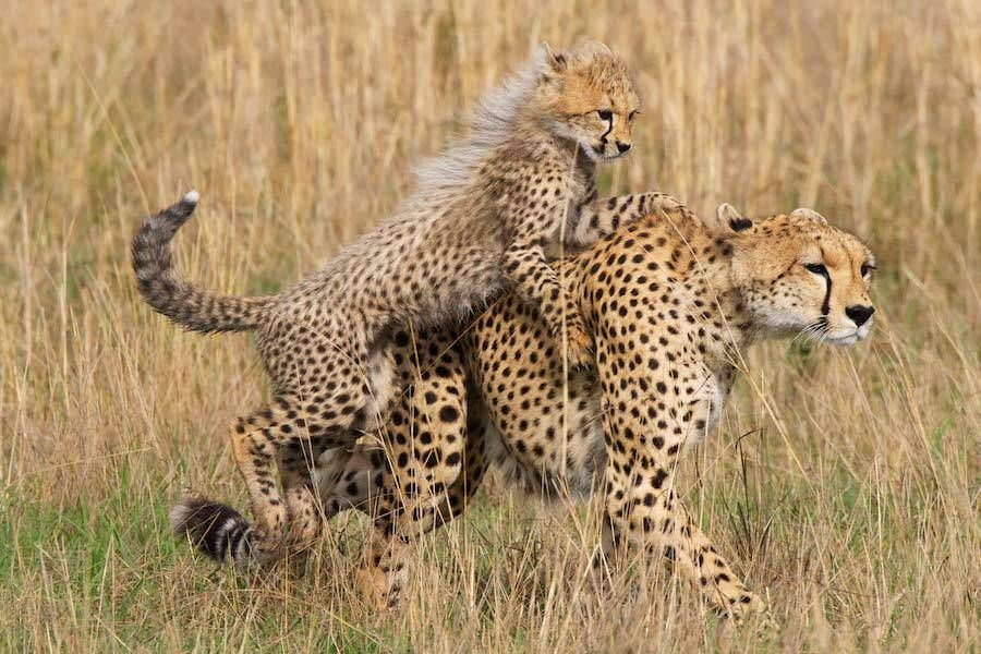 4-Day Seronera Moru Safari: Granite Sunrise & Rock Art