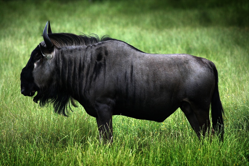 3-Day Ndutu Calving Plains Safari: Newborn Herds