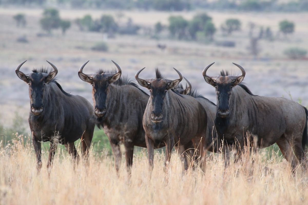 3-Day Northern Serengeti Safari: Express Mara Run