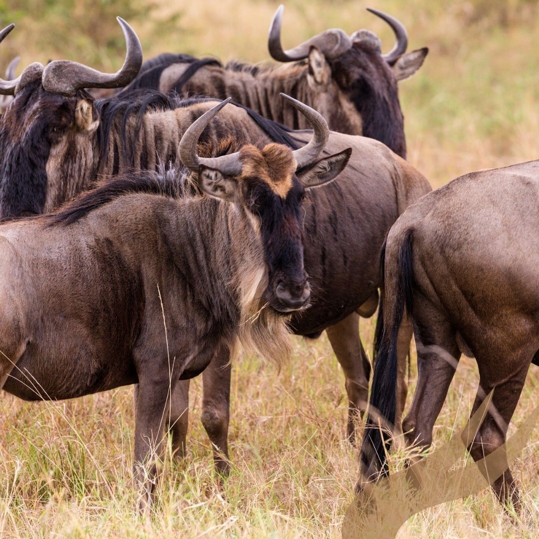 Southern Serengeti Ndutu Region Guide: Calving Plains
