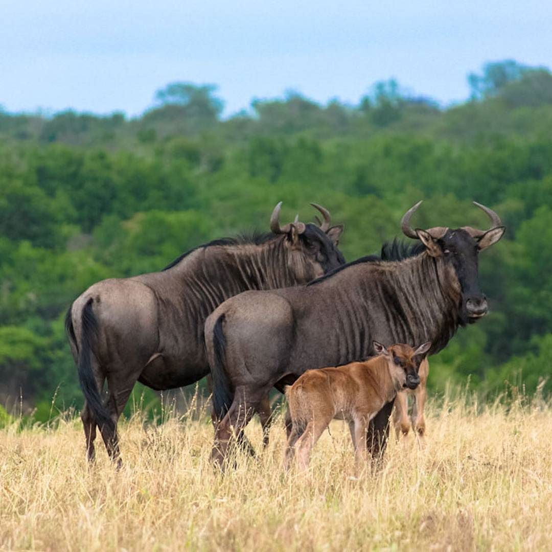 12-Day Central Serengeti Zanzibar Safari: Valley + Beach