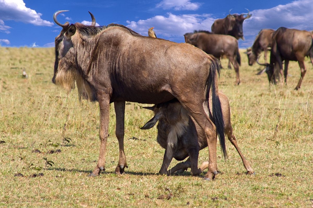 Wildebeest calf nursing on the calving grounds