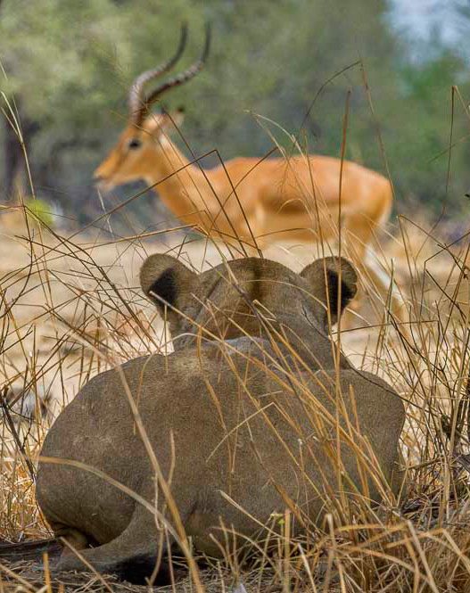 12 Days Tanzania, Rwanda and Zanzibar Safari — Moshi to Serengeti via Arusha then onward