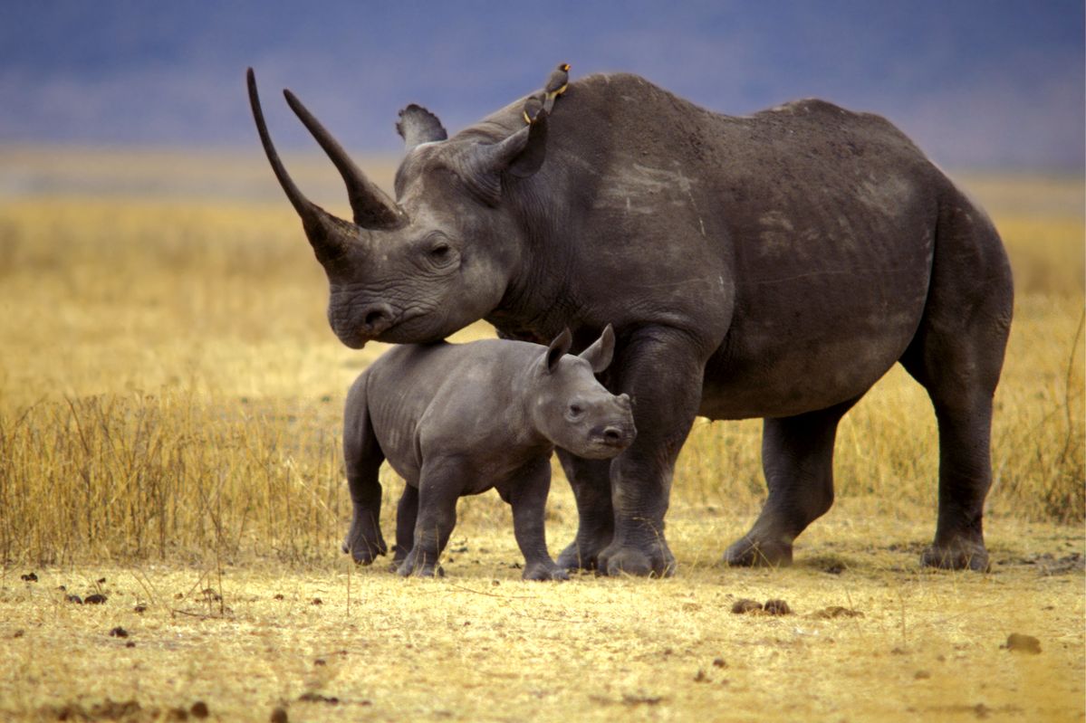 Elephant family crossing the short-grass plains