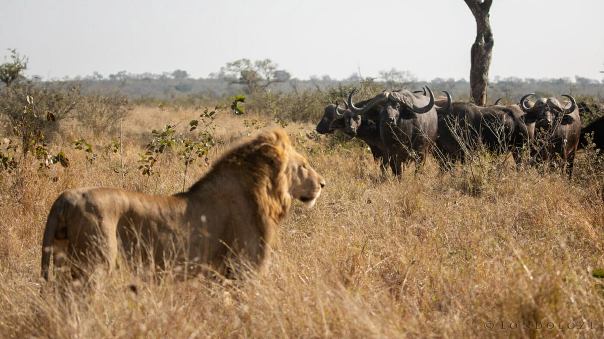 7-Day Manyara Serengeti Ngorongoro Safari — Lake Manyara, Three Full Serengeti Days, Olduvai & the Ngorongoro Crater