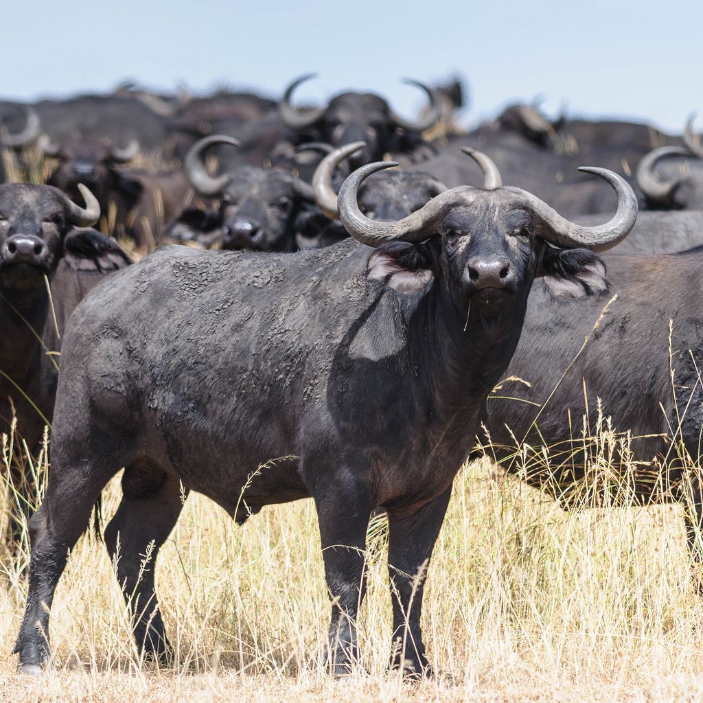 3-Day Western Grumeti Safari: Express Corridor Run