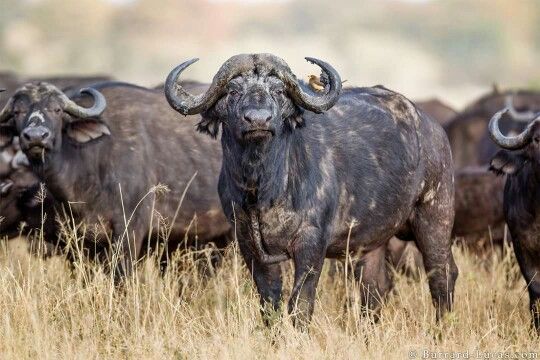 Buffalo bulls in golden northern grass