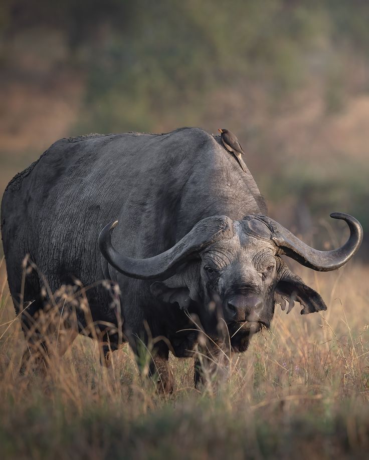 4-Day Grumeti River Safari: Two River Days