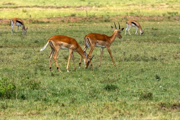 Gazelles grazing green eastern grass