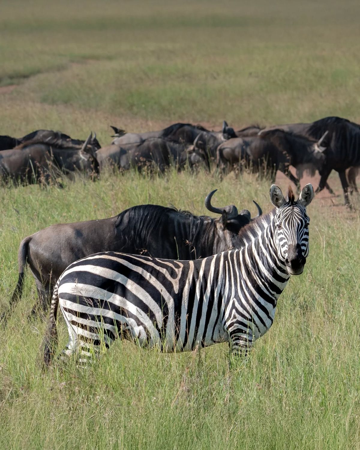 Zebra and wildebeest herd on the open grass