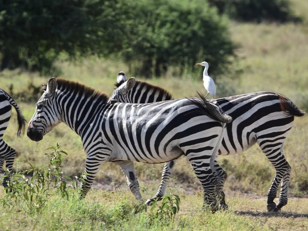 Zebras with a cattle egret aboard