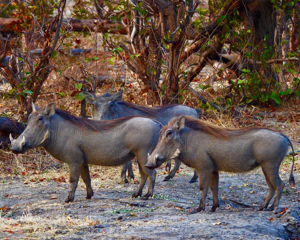 Kopje pride resting in granite shade