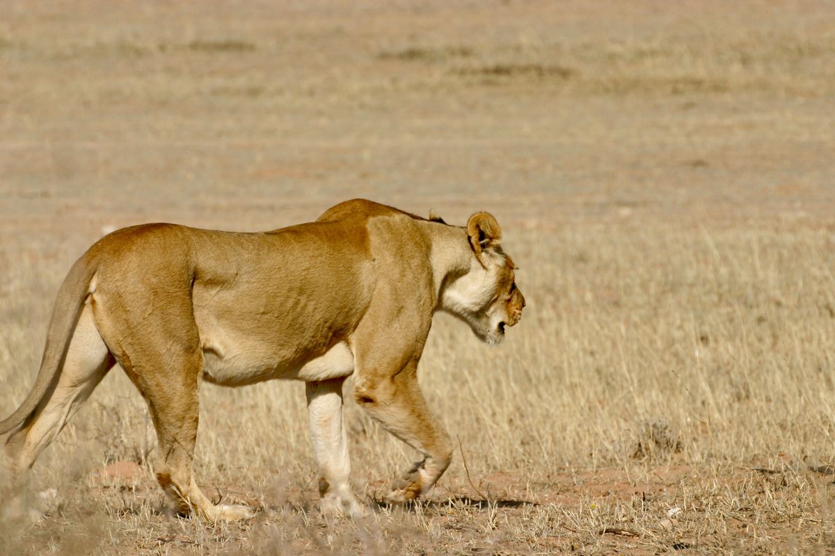 A hyena den in the kopje margin, a typical foot-day encounter