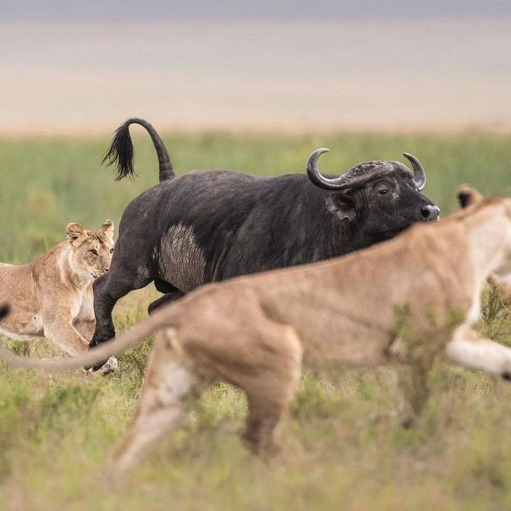 Eastern Serengeti Safari Region Guide: Cheetah Plains